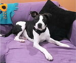 Small #1 Labrador Retriever Mix