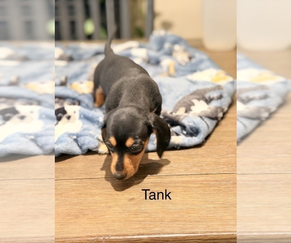 Medium Photo #9 Dachshund Puppy For Sale in CHIPPEWA FALLS, WI, USA
