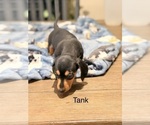 Litter of 5 - Male(s) and Female(s) DachshundLitter of Puppies for Sale - Photo #9
