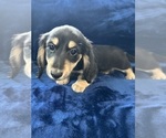 Small #11 Dachshund