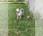 Small #1 Mutt