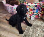 Small #3 German Shorthaired Pointer-Goldendoodle Mix