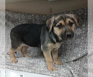 German Shepherd Dog Dogs for adoption in HESPERIA, CA, USA