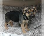 Small German Shepherd Dog