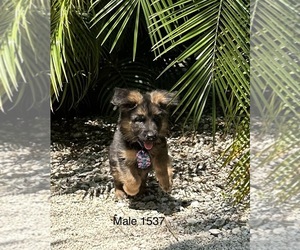 German Shepherd Dog Puppy for Sale in RUSKIN, Florida USA