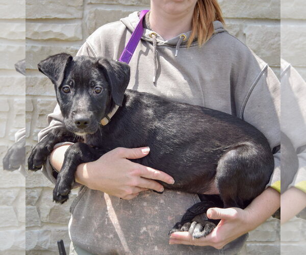 Medium Photo #2 Mutt Puppy For Sale in Huntley, IL, USA