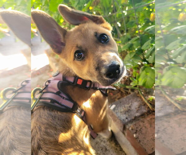 Medium Photo #3 German Shepherd Dog-Unknown Mix Puppy For Sale in Corona, CA, USA
