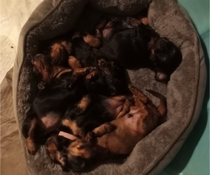 Dachshund Puppy for sale in PIQUA, OH, USA