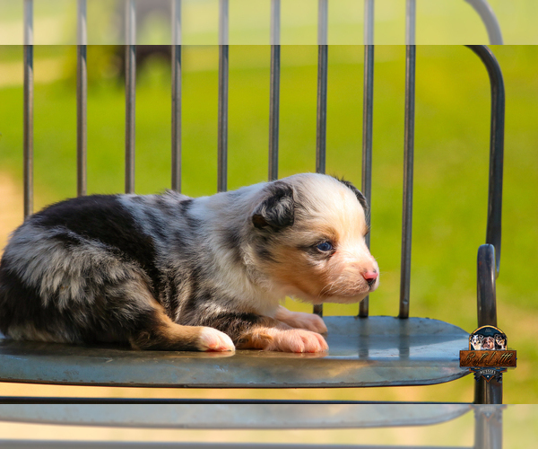 Medium Photo #19 Miniature Australian Shepherd Puppy For Sale in GRANBURY, TX, USA