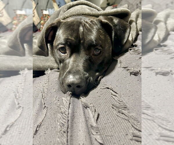 Medium Photo #14 American Pit Bull Terrier-Unknown Mix Puppy For Sale in Brewster, NY, USA