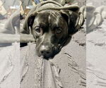 Small #13 American Pit Bull Terrier Mix