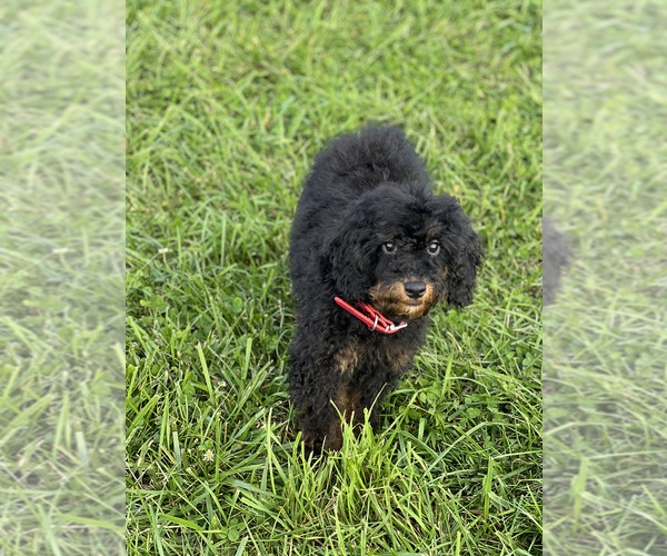 Medium Photo #11 Poodle (Toy) Puppy For Sale in WARSAW, IN, USA