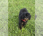 Small Photo #11 Poodle (Toy) Puppy For Sale in WARSAW, IN, USA