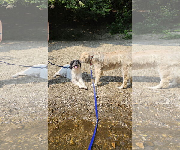 Medium Photo #6 Great Pyrenees-Unknown Mix Puppy For Sale in Croydon, NH, USA