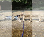 Small #5 Great Pyrenees Mix