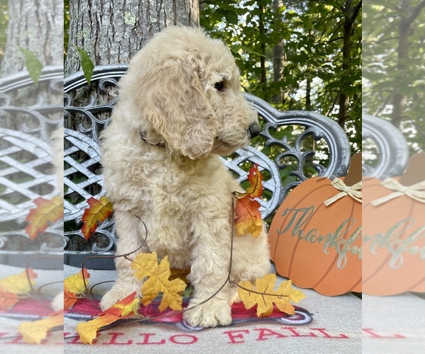 Medium Photo #3 Goldendoodle-Poodle (Standard) Mix Puppy For Sale in LEICESTER, NC, USA