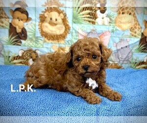 Poodle (Toy) Puppy for sale in WINNSBORO, LA, USA