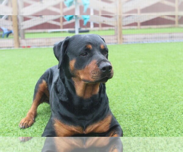 Medium Photo #1 Rottweiler Puppy For Sale in Chestertown, MD, USA