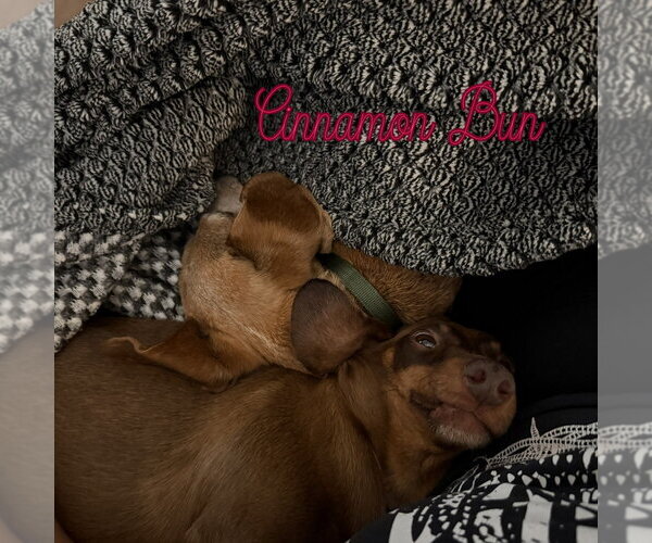 Medium Photo #16 Dachshund Puppy For Sale in San Antonio, TX, USA