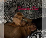 Small Photo #16 Dachshund Puppy For Sale in San Antonio, TX, USA