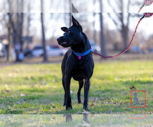Dante - Male American Pit Bull Terrier-German Shepherd Dog Mix Dog for Adoption - Photo #9