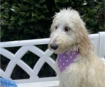 Small Photo #1 Goldendoodle Puppy For Sale in GAFFNEY, SC, USA