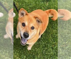 Chow Chow Dogs for adoption in Ogden, UT, USA