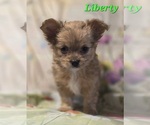 Small #1 Chorkie