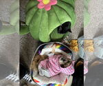 Small #2 Shih Tzu Mix
