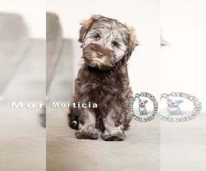 - Mix Dogs for adoption in Omaha, NE, USA