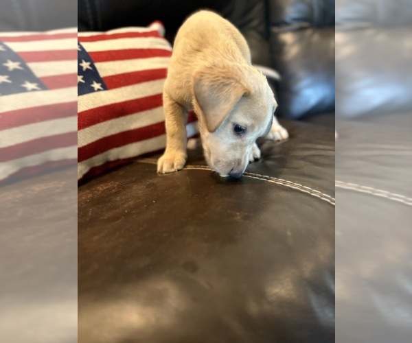 Medium Photo #14 Labrador Retriever Puppy For Sale in LEASBURG, MO, USA