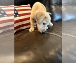 Small #13 Labrador Retriever