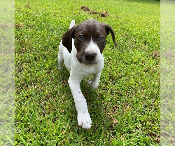 Medium Photo #7 German Shorthaired Pointer Puppy For Sale in HOT SPRINGS, VA, USA