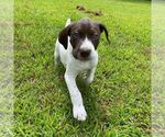 Small #6 German Shorthaired Pointer
