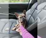 Small French Bulldog