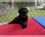 Small #1 Labrador Retriever