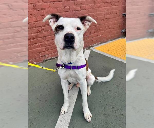 Medium Photo #1 Border Collie-Unknown Mix Puppy For Sale in San Francisco, CA, USA