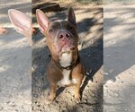 Small #11 American Staffordshire Terrier Mix
