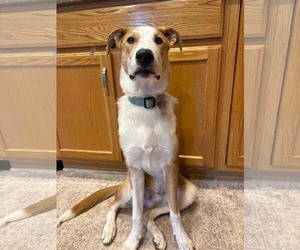Australian Shepherd-Unknown Mix Dogs for adoption in Germantown, OH, USA