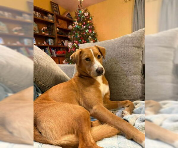 Medium Photo #4 Labrador Retriever-Unknown Mix Puppy For Sale in Salt Lake City, UT, USA