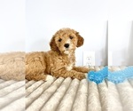 Small #1 Goldendoodle (Miniature)