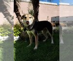 Small Photo #10 German Shepherd Dog-Greyhound Mix Puppy For Sale in Escondido, CA, USA