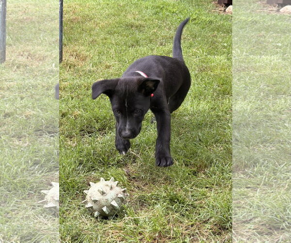 Medium Photo #3 Labrador Retriever-Unknown Mix Puppy For Sale in Fort Worth, TX, USA