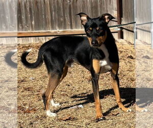 Chihuahua-Unknown Mix Dogs for adoption in Great Bend, KS, USA