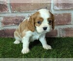 Small #1 Cavalier King Charles Spaniel