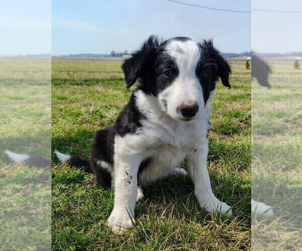 Medium Photo #5 Border Collie Puppy For Sale in NORBORNE, MO, USA