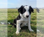 Small #4 Border Collie