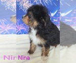 Small #1 Australian Shepherd-Poodle (Toy) Mix