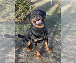 Small #2 Rottweiler
