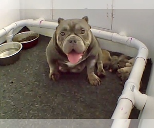 Mother of the American Bully puppies born on 10/30/2022